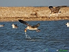 Uccelli charadriiformi 21 - Gabbiano reale.jpg